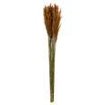thumbnail image 1 of Vickerman H1PLR750-2 36-40 Po Faisceau de Roseaux Panache d'Automne, 1 of 1