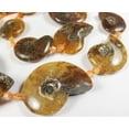 thumbnail image 6 of 12x14mm - 25x30mm Ammonite Fossil Pieces Graduated Beads For Jewelry Making, 6 of 6