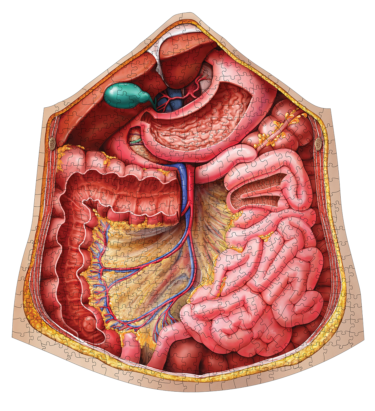 Human Abdomen Anatomy Jigsaw Puzzle | Dr Livingston's Unique Shaped Science Puzzles, Accurate Medical Illustrations of the Body, Organs, Stomach, Liver and Intestines