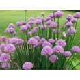 thumbnail image 2 of 500+ Heirloom Onion Chives Seeds | Common Chives Non-GMO Fresh Herb Garden Seeds, 2 of 2