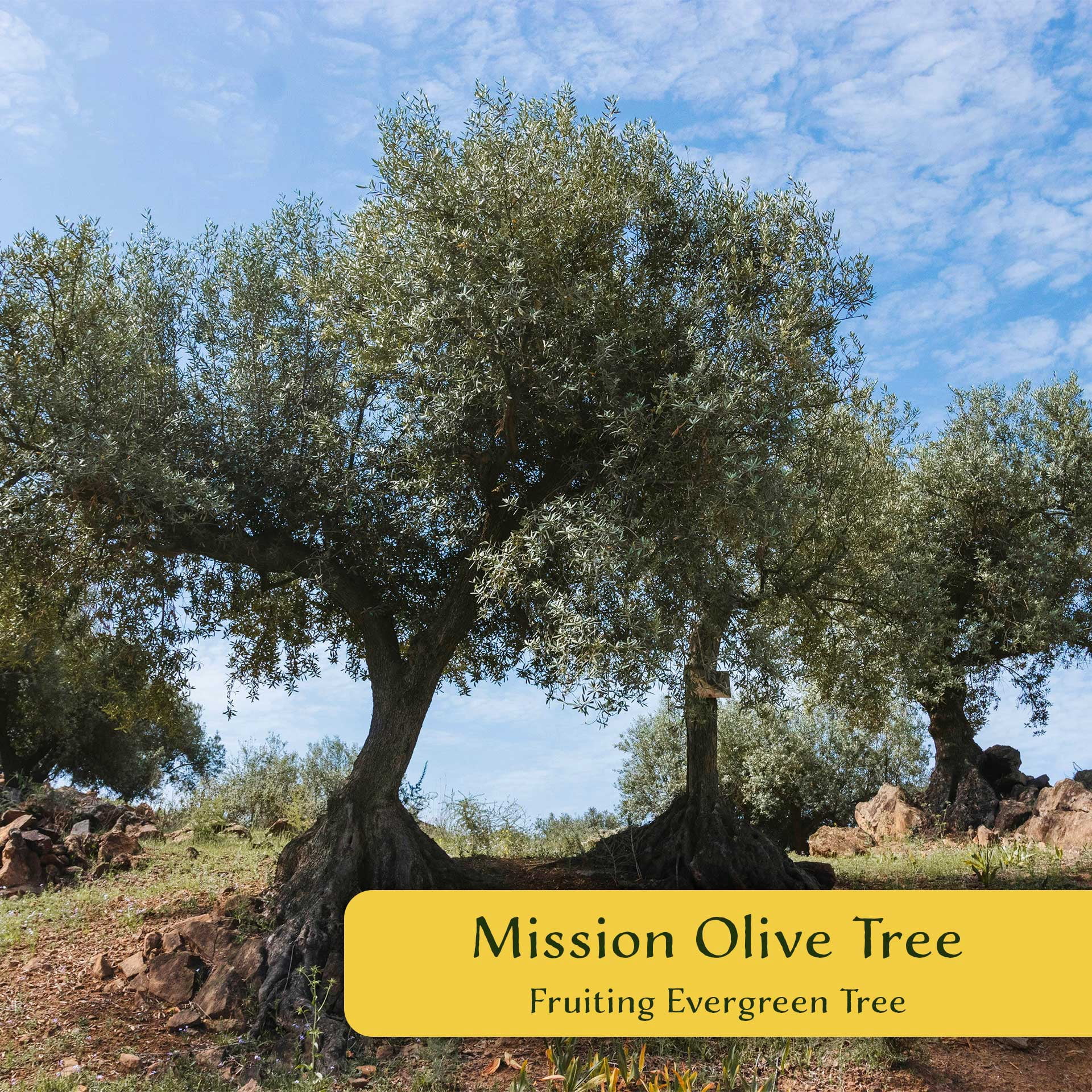 6 Mission Olive Trees – Evergreen Edible Olive Fruit Tree for Indoor or Outdoor Growing, Mediterranean Patio & Container Plant (Olea europaea ‘Mission’) in 3.5″ Cubes, Live Plants