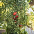 thumbnail image 3 of COSMOBETTY Plastic 11.79X0.79X0.59in Deformable Tomato Plant Cage Stake Arms, 3 of 8