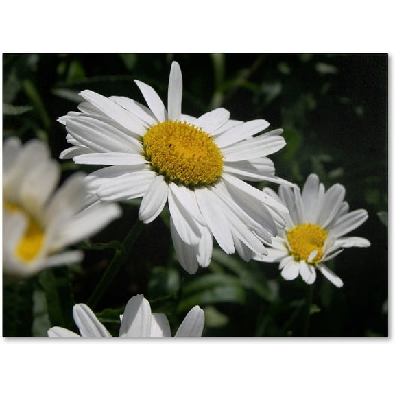 Trademark Fine Art "Dominating Beauty" Canvas Art by Monica Fleet