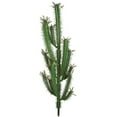 thumbnail image 1 of Cactus à Doigts de 46 Po&44; Vert, 1 of 1