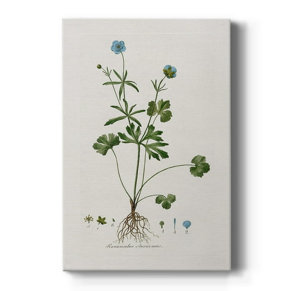 Buttercup Study Premium Gallery Wrapped Canvas - Ready to Hang