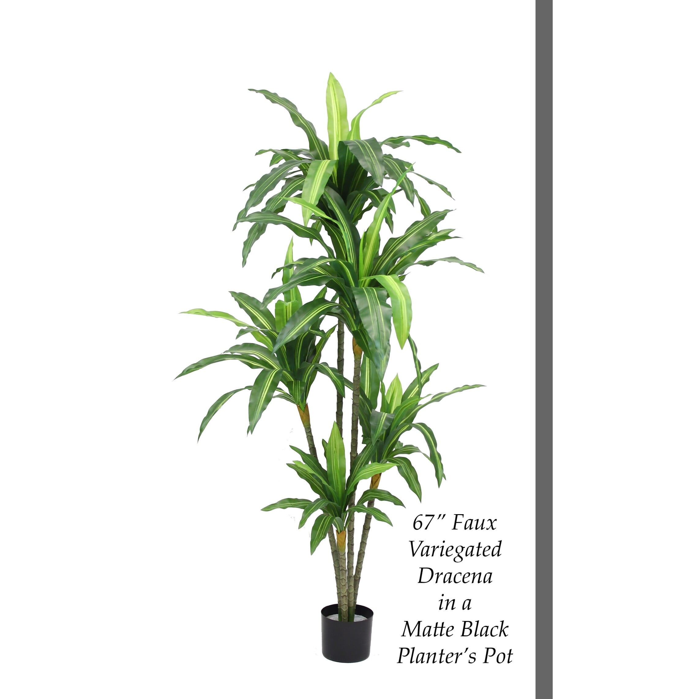 The Mod Greenhouse 67" Artificial Variegated Dracaena Plant in Black Matte Planter's Pot