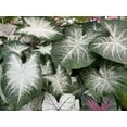 thumbnail image 2 of Aaron Caladium Bulbs for Planting - Fancy (5 Bulbs), 2 of 6