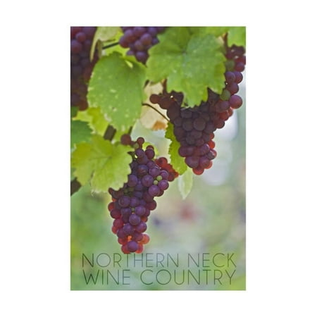 Northern Neck, Virginia - Grapes on Vine Print Wall Art By Lantern