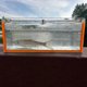 thumbnail image 3 of Contenedor Observación Peces Acrílicos Con Caja Pescado A Escala Tapa () Naranja, 3 of 9