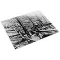 thumbnail image 3 of Print: Result Of Hurricane And Fire In A Heavy Stand Of Idaho White Pine, 3 of 4