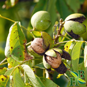 Herb To Body Black Walnut Leaf Powder | Juglans Nigra | Wildcrafted | 4oz