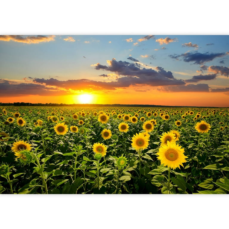 wall26 - Field of Blooming Sunflowers on a Background Sunset