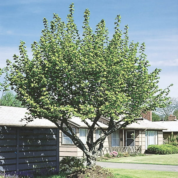 Hazelnut (Corylus) Dormant Bare Root Starter Nut Tree (1Pack