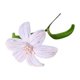 thumbnail image 1 of Flor de limpiapipas terminada, artesanía de flores de lirio artificiales hechas a mano, regalos para mujeres, mamás, abuelas, novias en cumpleaños, Día de la Madre, 1 of 8