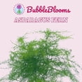 thumbnail image 2 of Asparagus Fern Plumosa, Asparagus setaceus, 4 inch, lace Fern, Climbing Asparagus, or ferny, 2 of 8