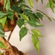 thumbnail image 3 of Yeshouse Ficus artificial con tronco de madera natural, ficus artificial en forma de espiral, planta artificial para oficina y hogar, decoración interior y exterior, 3 of 7