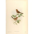 thumbnail image 2 of CAG 11x14 Gold Ornate Wood Framed with Double Matting Museum Art Print Titled - Suthora Brunnea, 2 of 4