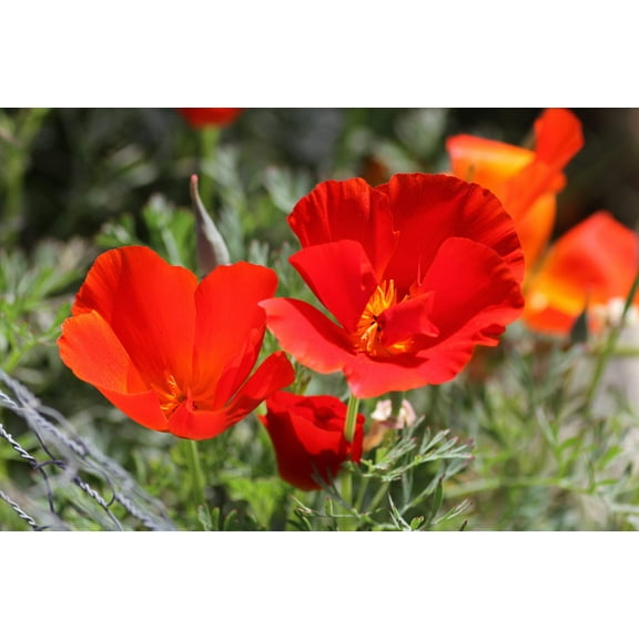 Seedville 100 Red California Poppy Flower Seeds