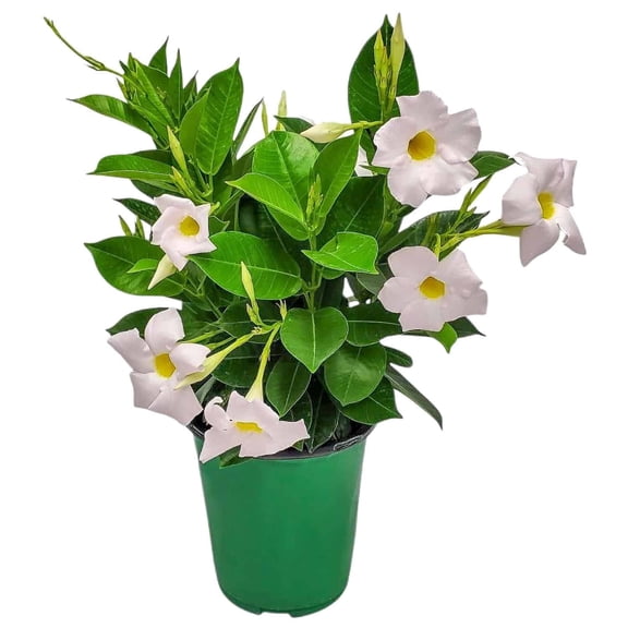 Tropical Plants of Florida 12" to 16" White Dipladenia Flower Bush Plant; Partial to Full Sunlight
