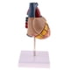 thumbnail image 3 of Modelo Anatómico a Escala 1: 1 Del Corazón + Llavero Escuela de Anatomía Biología Materiales Didácticos para La Enseñanza Macarena Ayudas para la enseñanza del corazón humano, 3 of 8