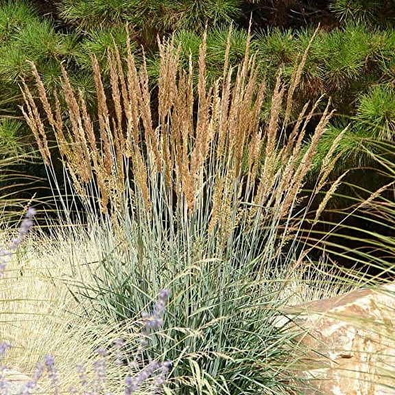 Outsidepride 1 lb. Perennial Indian Native, Prairie Grass Seed for Wildlife, Forage, & Ornamental