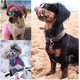 thumbnail image 4 of Gafas de sol para perros pequeños, gafas de protección UV, protector contra el desgaste de los ojos con correa ajustable, gafas de sol impermeables para mascotas, color rosa, 4 of 4