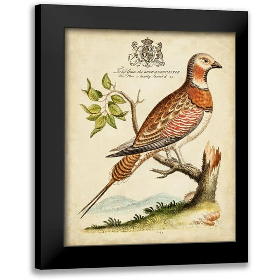 Edwards, George 12x14 Black Modern Framed Museum Art Print Titled - Regal Birds I