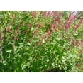 thumbnail image 6 of Clovers Garden Pineapple Sage Live Plants in 4" Pots (2 Count), Non-GMO, 6 of 6