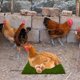 thumbnail image 4 of OUNONA 3Ud Almohadillas Artificiales De Césped Para De Gallinas Cojines Para Gallinero, 4 of 7