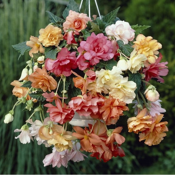 Begonia Tubers Hanging Basket Pastel Mix 5 Tubers Mixed Flower