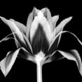 thumbnail image 3 of Delimont, Danita 15x15 Black Modern Framed Museum Art Print Titled - Elegant Tulip, 3 of 5