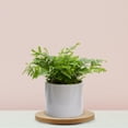 thumbnail image 6 of USHOBE 1Pcs Rotating Tray Multi Functional Round Plastic Plate Turntable For Flower Trimming And Arrangement, 6 of 7