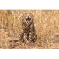 thumbnail image 2 of Jaynes Gallery 32x23 White Modern Wood Framed Museum Art Print Titled - Kenya-Masai Mara National Reserve Close-up of cheetah cub yawning, 2 of 4