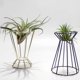 thumbnail image 3 of 2 Pcs Small Terrarium Air Plant Flower Stand Air Planter Bulb Glass Vase Hydroponic Planter, 3 of 3