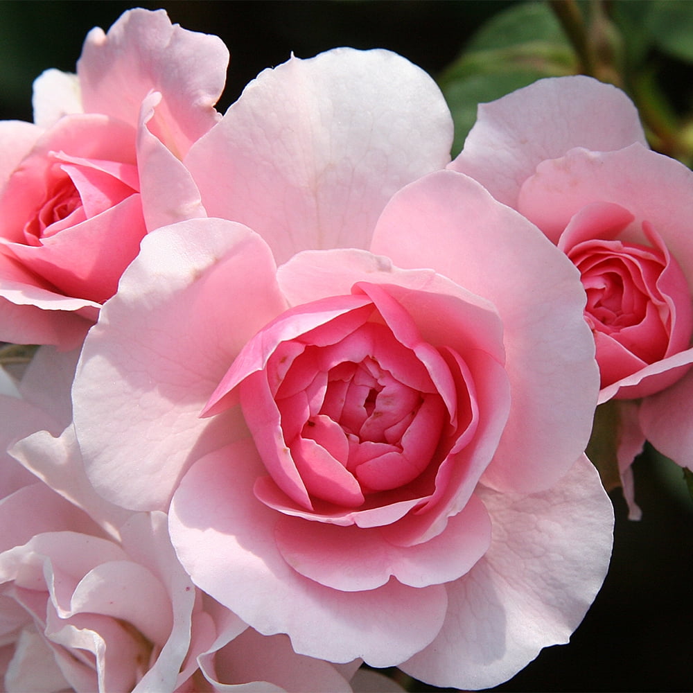 Heirloom Roses Bonica Rose - Thumbnail 2