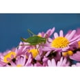 thumbnail image 2 of Fischer, Rolf 14x11 Black Modern Framed Museum Art Print Titled - Grashupfer auf Blumen, 2 of 4