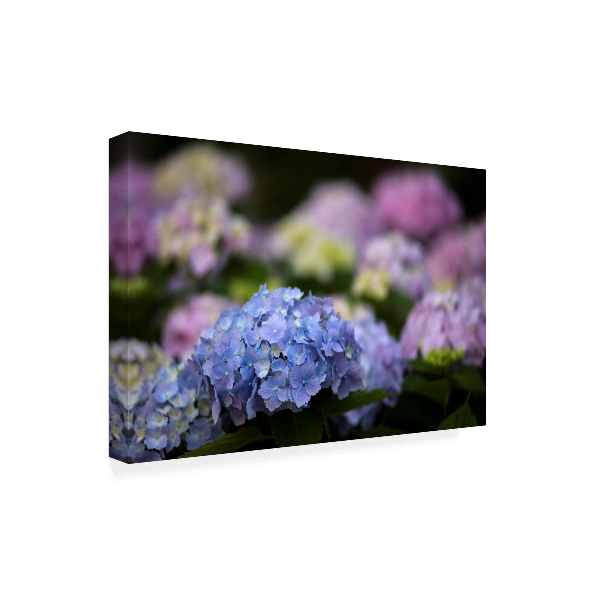 Trademark Fine Art 'Blooming Hydrangea' Canvas Art by Kurt Shaffer