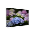 thumbnail image 2 of Trademark Fine Art 'Blooming Hydrangea' Canvas Art by Kurt Shaffer, 2 of 4