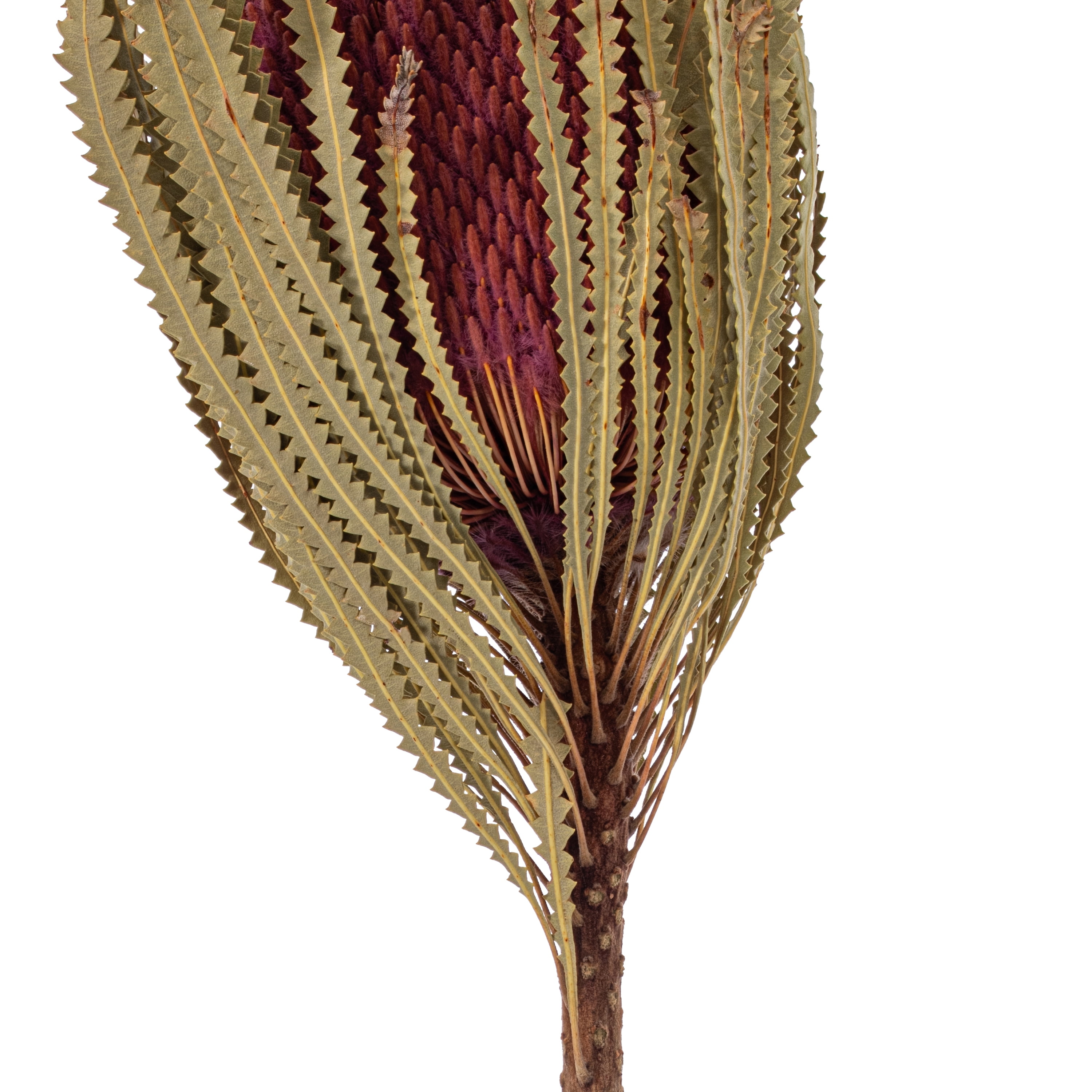 Vickerman 12" Jumbo Erica Pink Banksia Flower with Stem, Natural Preserved Dried Plant for Wedding Bouquets Home Decor or Everyday Arrangements 3 Per Pack