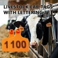 thumbnail image 6 of Pekkaxy Livestock Ear Tags, 1.97" x 1.58", Waterproof and Rust-Resistant for Clear Identification, for Cattle and Sheep Ranch Management and Traceability, 6 of 9