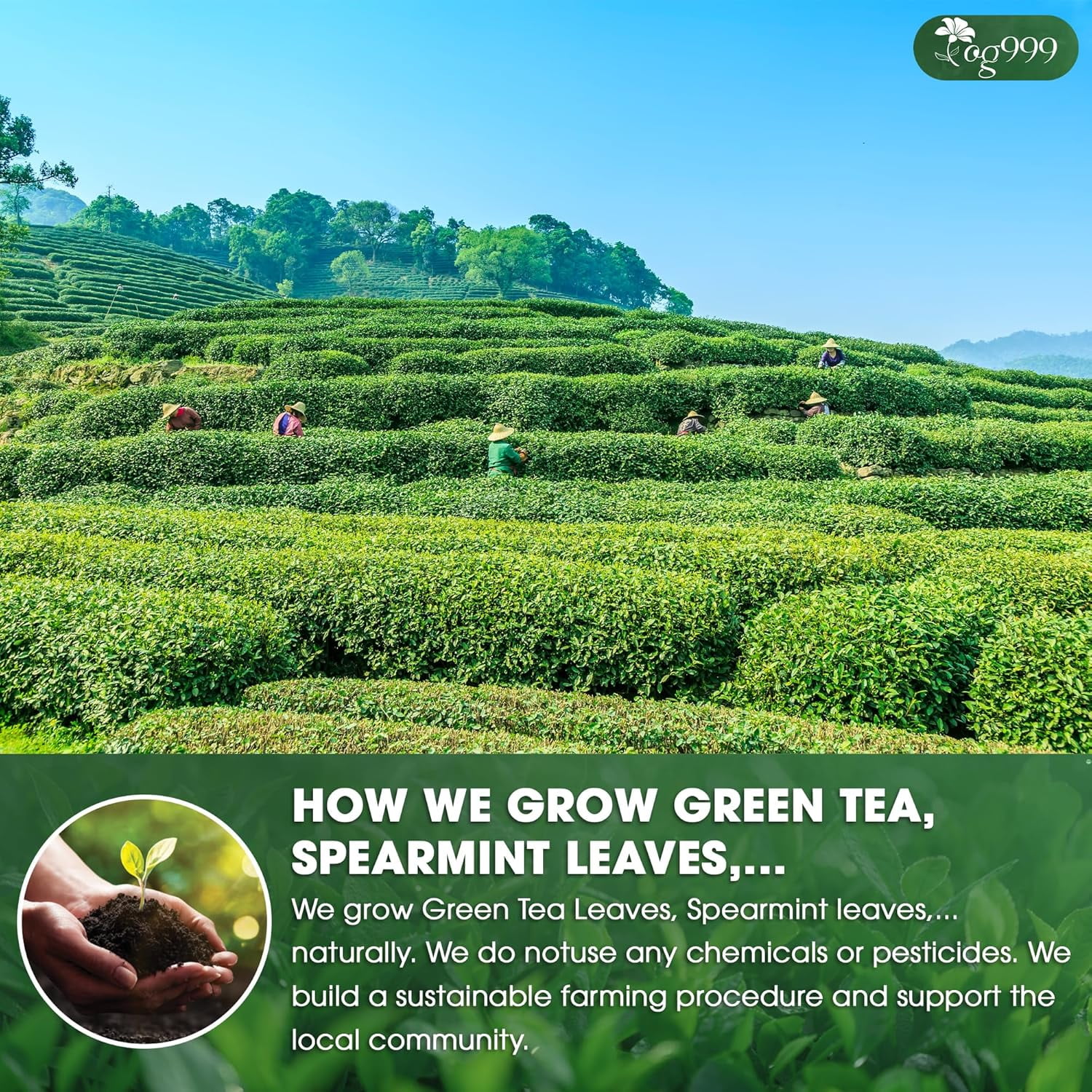 TOG999, Premium Matcha Green Tea Bags | 120 Count | Blend of Sencha, Green Tea, Spearmint & Orange Slices – Refreshing Flavor, Naturally Vibrant, No Gluten. Vegan.