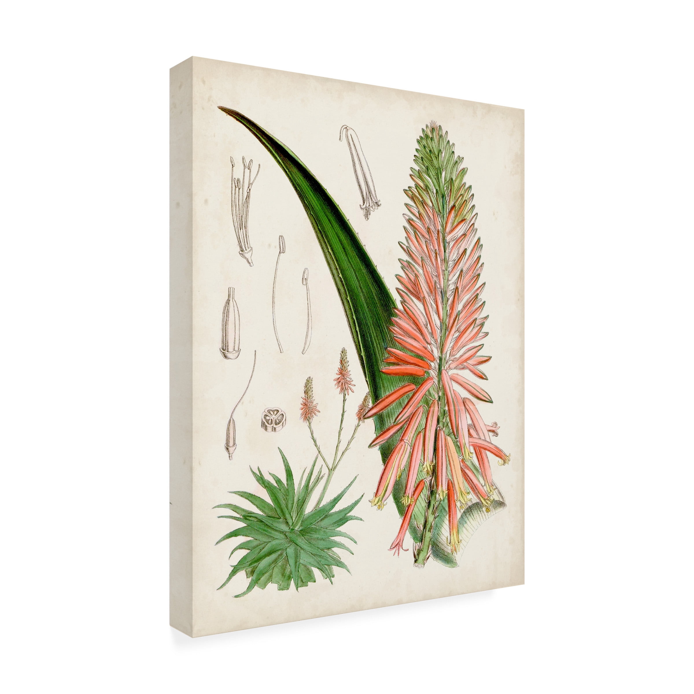 Curtis 'Delicate Tropicals I' Canvas Art