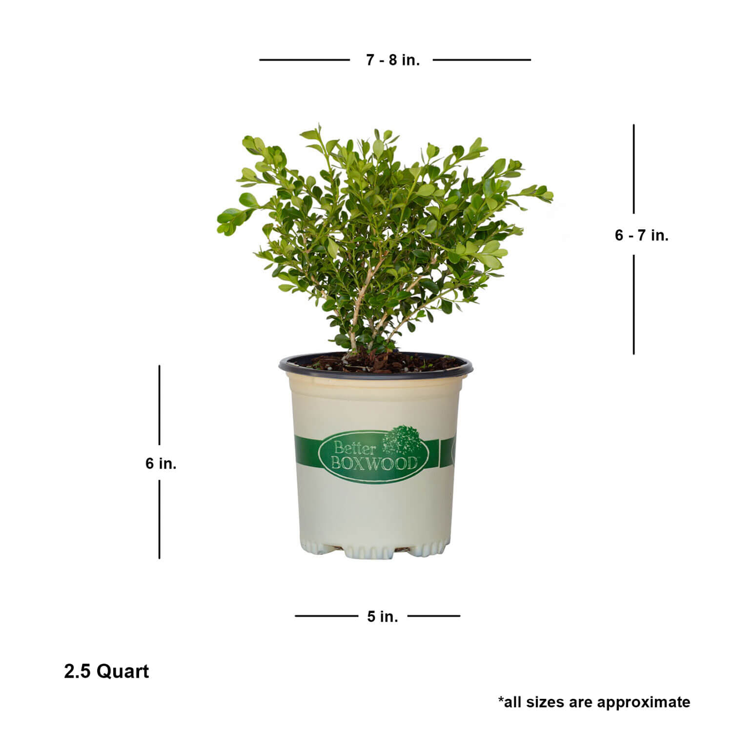 Better Boxwood Babylon Beauty (2.5 Qt.) Evergreen Full Sun Perennial Shrub with Glossy Green Foliage