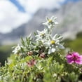 thumbnail image 3 of Outsidepride 10000 Edelweiss Plant Seeds, Drought Tolerant Ground Cover Plant, 3 of 5