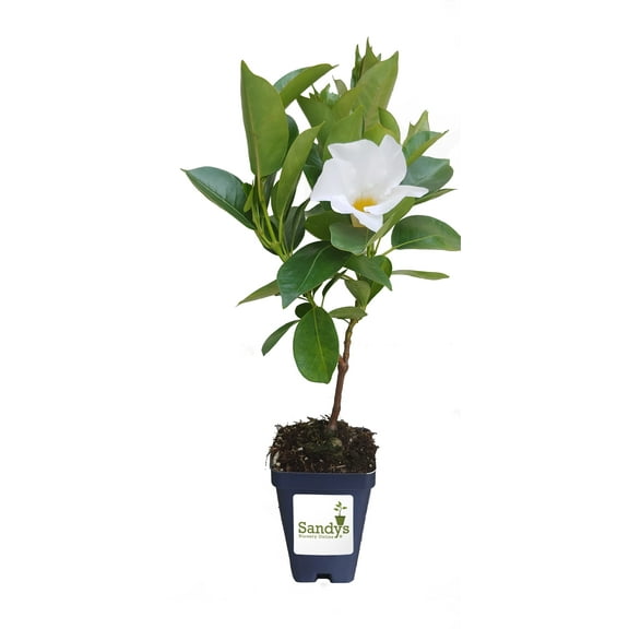 Mandevilla Giant White Flower 3 Inch Pot