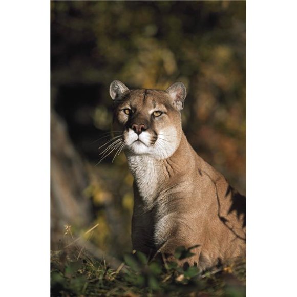 Portrait of Mountain Lion - Idaho USA Poster Print, 24 x 38
