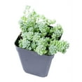 thumbnail image 5 of Sedum Major Succulent (6"+ Minimalist Pot) - Corsican Stonecrop - Blue Tears Sedum - Live, Healthy Succulent for Home Office - Tiny, Lovely, Easy to Care Succulent for Beginners, 5 of 9