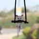 thumbnail image 1 of Lindo colgante de rama de gato para coche, espejo retrovisor interior, dijes de gatito, adornos para el hogar, 1 of 5