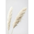 thumbnail image 3 of 1x Studio III 13x18 Black Modern Framed Museum Art Print Titled - Pampas Grass Grey 12, 3 of 5