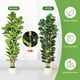 thumbnail image 5 of ChaoLink Árbol falso de higuera de hoja de violín de 6 pies con macetero blanco alto, plantas artificiales con 74 hojas, árbol falso realista verde, 5 of 7